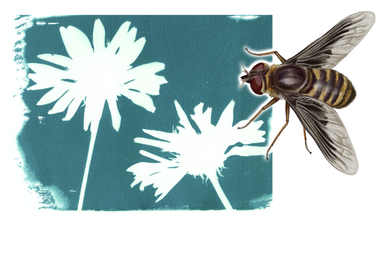 Beefly Illustration